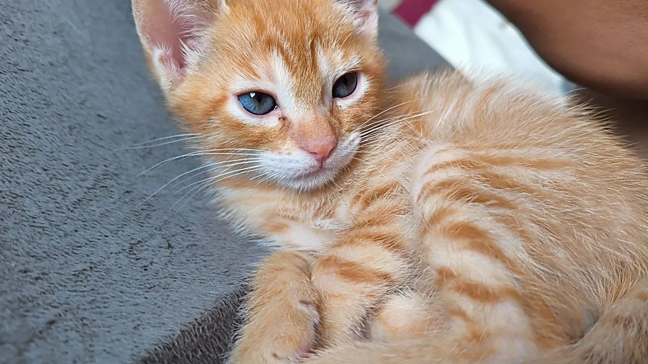 Gatinho filhote laranja