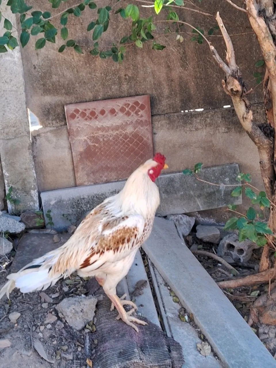 Galo e galinha - Foto 2