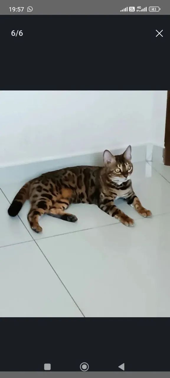 Gata Bengal