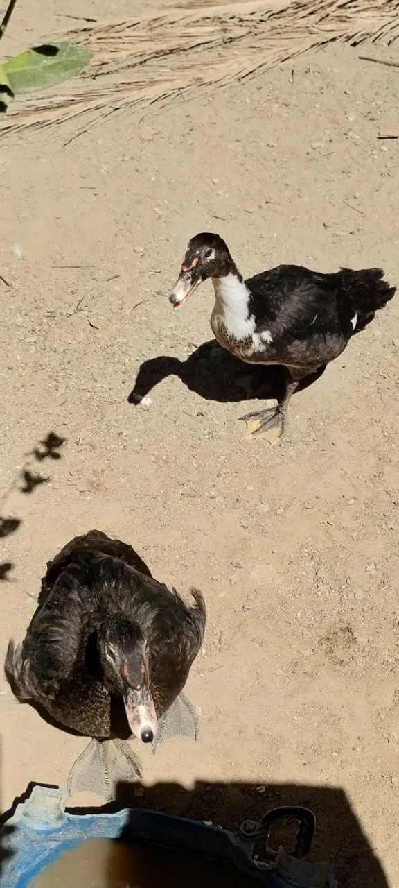 Patos - Foto 5