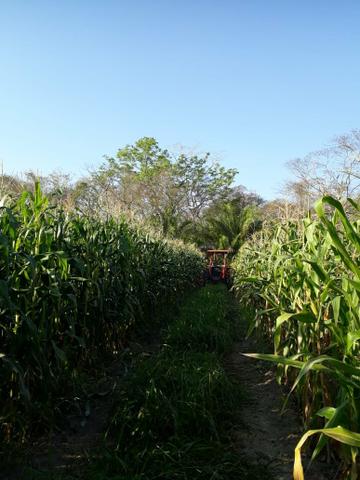 Vendo Sítio com 10.7 Hectares - Foto 10