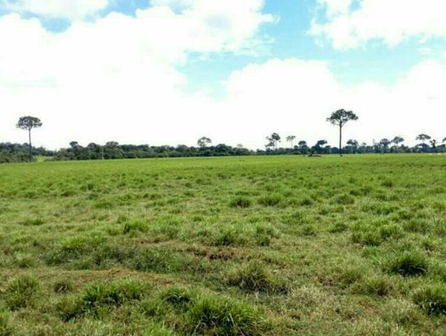 Colônia com 84 Hectares de terra Titulada - Foto 8