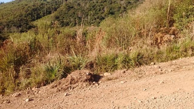 Chácara 2,0 Ha Faz. Souza - Foto 2