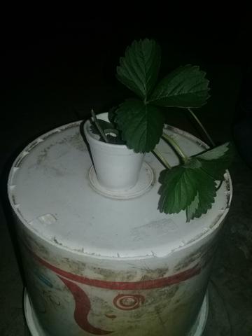 Muda de morango valor R$5.00 - Foto 4
