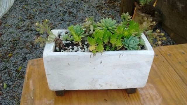 Planta suculenta - Foto 3