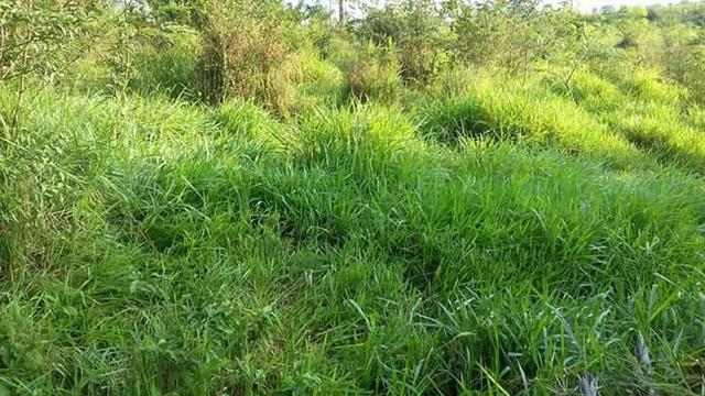 Colônia com 84 Hectares de terra Titulada - Foto 11