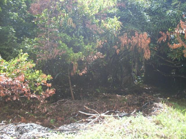 Terreno na Rodovia / Ilhéus/Itacaré - Km 25 Loteamento Luzimares Quadra 04 - Lote 32 - Foto 9