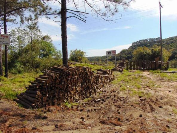 Área de Terras em Muda Boi em Montenegro - 03 - Foto 2