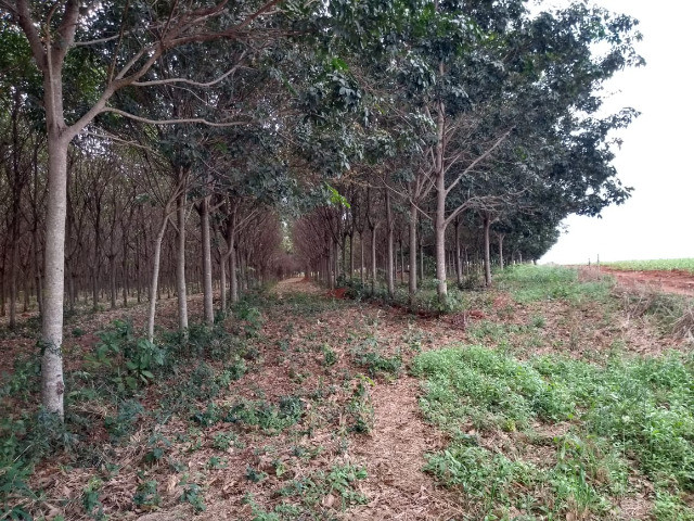 Sitio, 8 alqueires. com seringueiras, casa, poço, artesiano, proximo ao asfalto