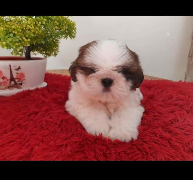 ShihTzu Graciosos
