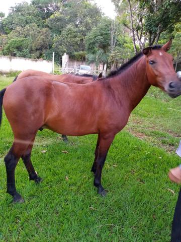 Vendo potro gordo - Foto 3