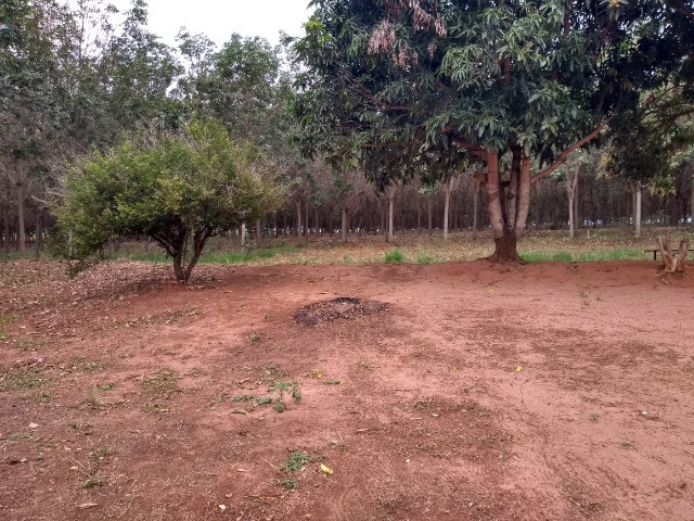 Sitio, 8 alqueires. com seringueiras, casa, poço, artesiano, proximo ao asfalto - Foto 6