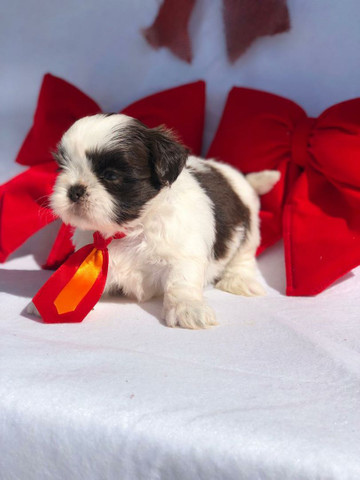ShihTzu Venha nos visitar temos loja fisica