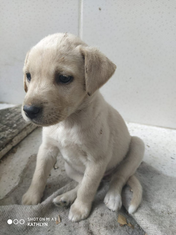 Doação de Cachorros - Foto 2