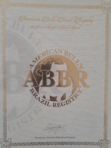 American bully , para cobertura - Foto 2