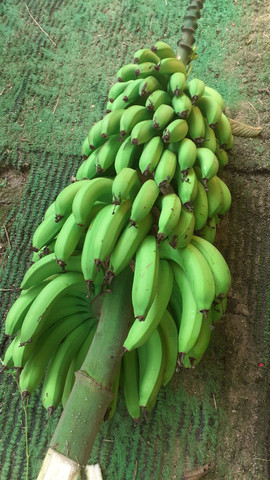 Biomassa de banana verde orgânica natural 