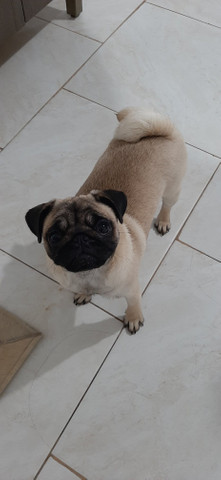 Venda de pug