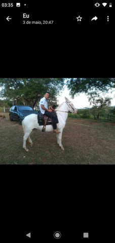 Vendo cavalos e burro - Foto 2