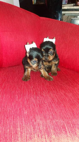 Yorksshire femea 2000 e macho 1000 parc 12 x tel * - Foto 6