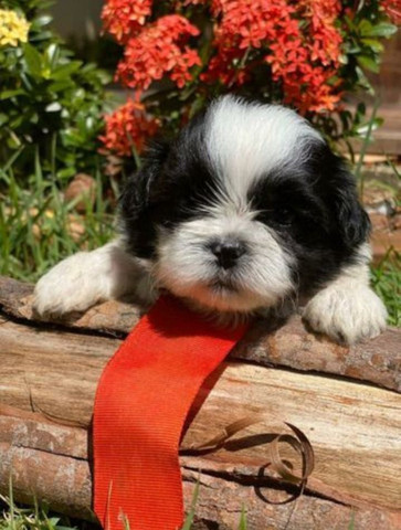 Shih tua entregamos