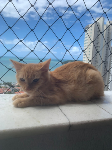 Adote esse lindão laranjinha - Foto 2