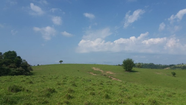 Vendo Excelente Sitio em Torre de Pedra ao lado Fazenda Sao Jorge - Foto 11