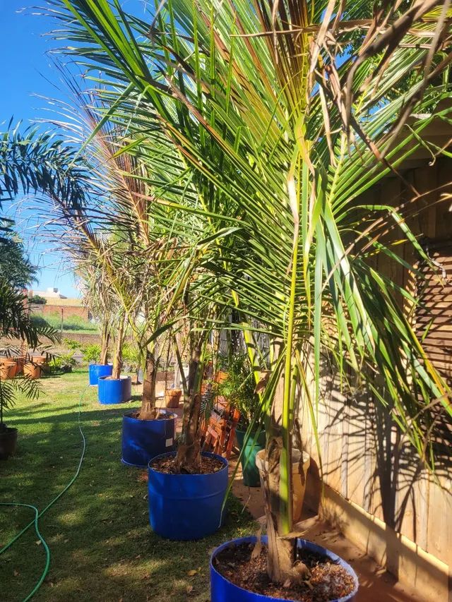 Coco Anão porte 3 metros 