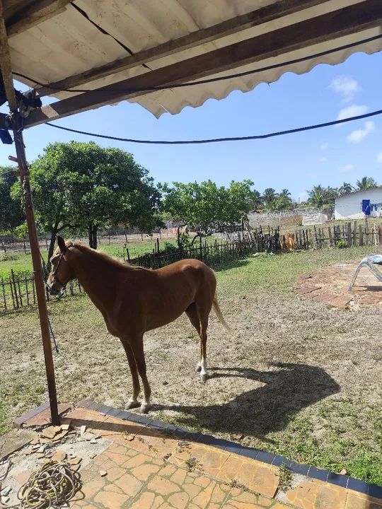 Cavalo mestiço  - Foto 2
