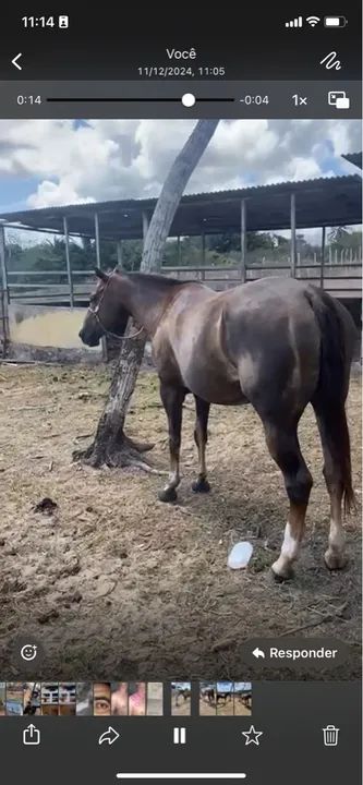 Égua direita sem papel  - Foto 2