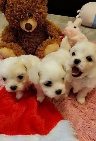 Maltês machos, lindos bem pequenos adquira o seu pet 