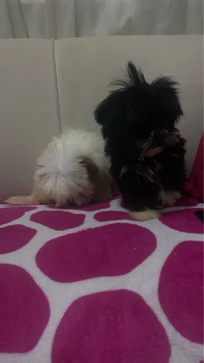Vendo shi-tzu com poodle machos com 2 meses vermifugados  - Foto 5