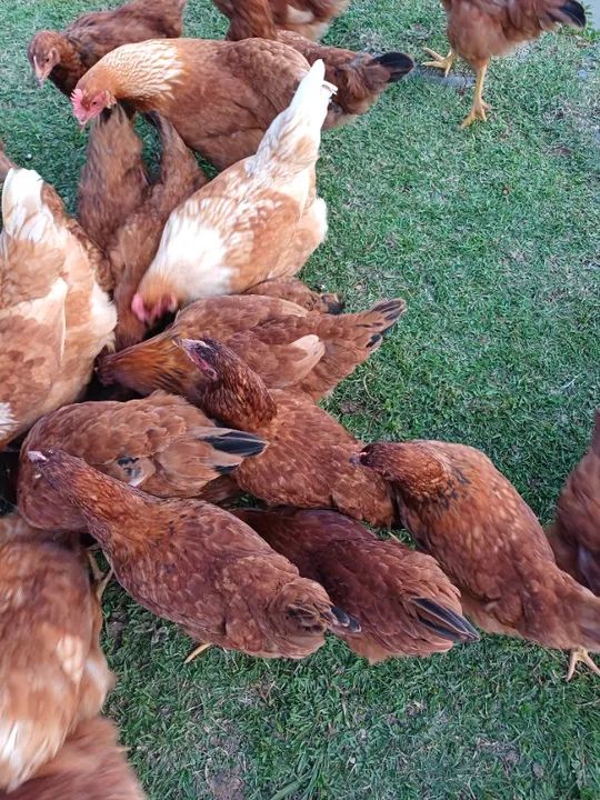 Franga ,e frango poedeiras - Foto 2