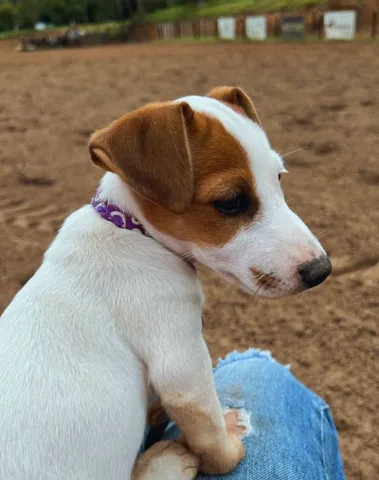 Jack russell hot sale olx