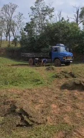 Grama batatais por metro ou caminhão fechado  - Foto 3