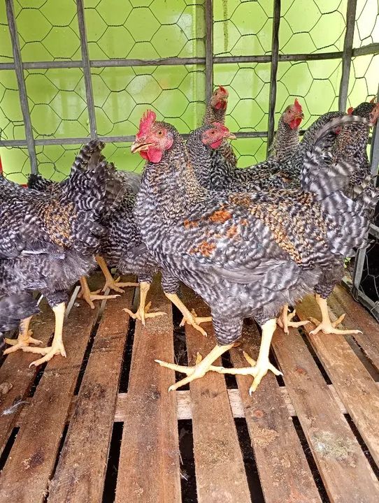 Vendo frangos  - Foto 3