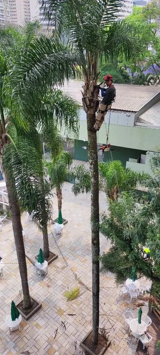 Serviço Profissional de Corte e Poda de Árvore  - Foto 2