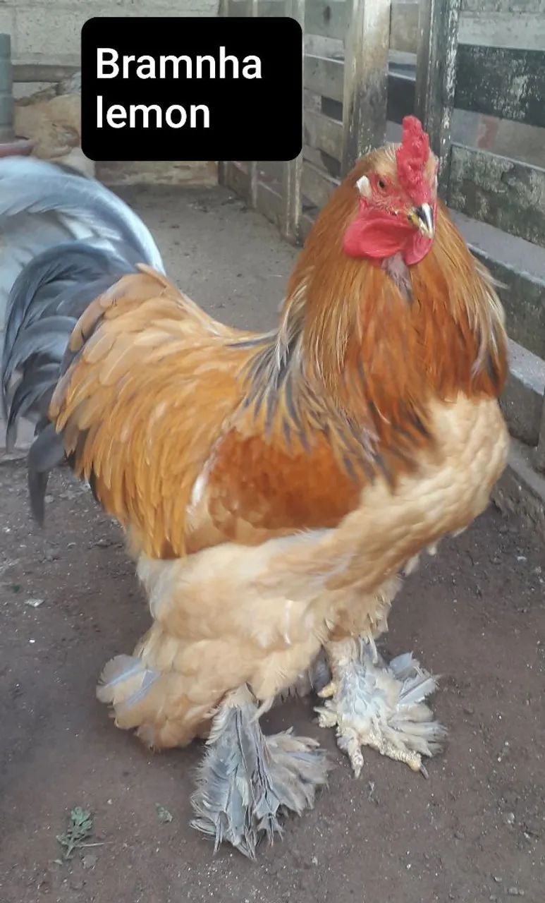 BRAMNHAS64293081427713122