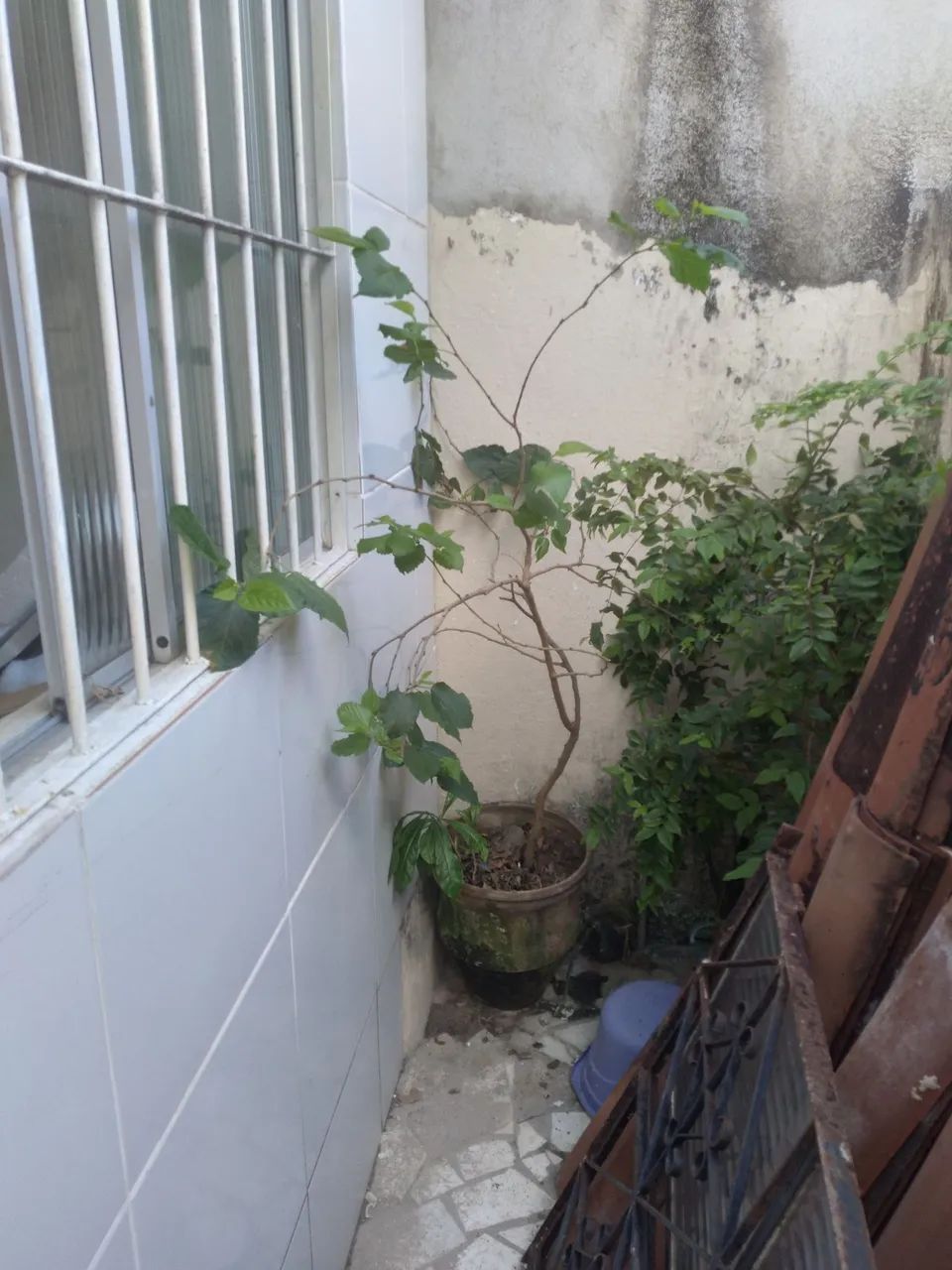 Vendo pé de jabuticaba  - Foto 3