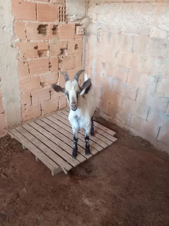 Cabras para venda - Foto 2