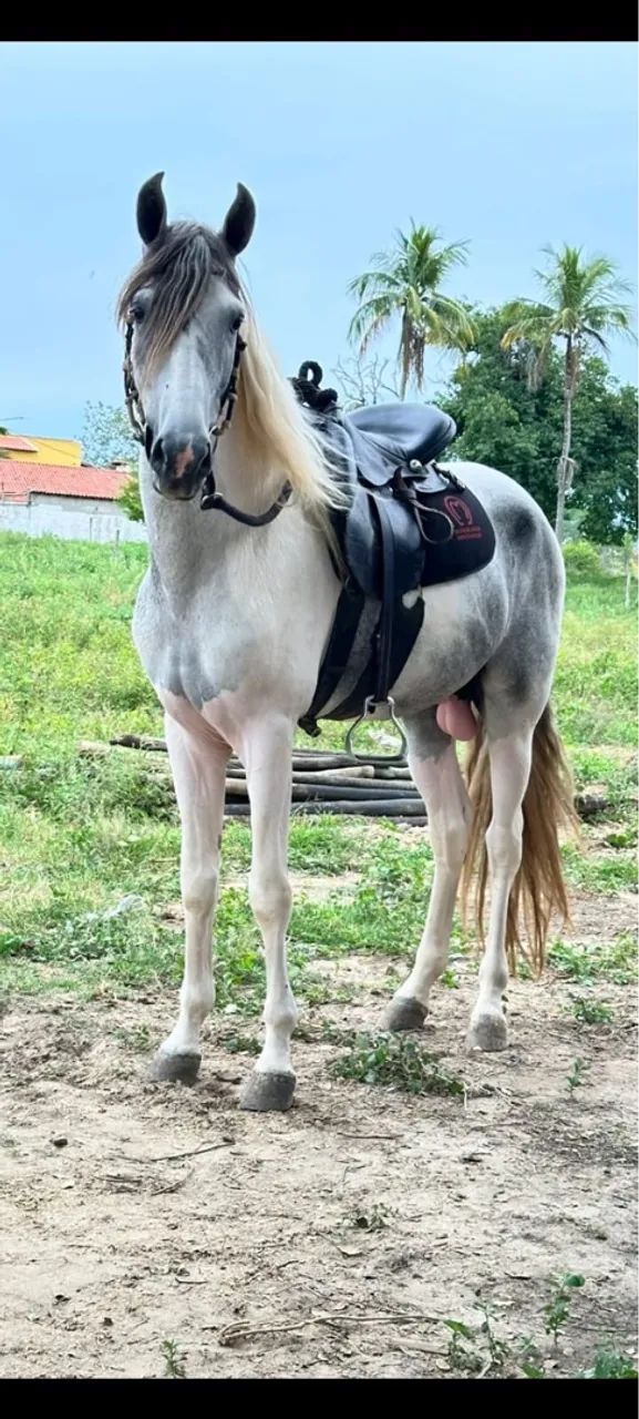 Cavalo Mangalarga Marchador
