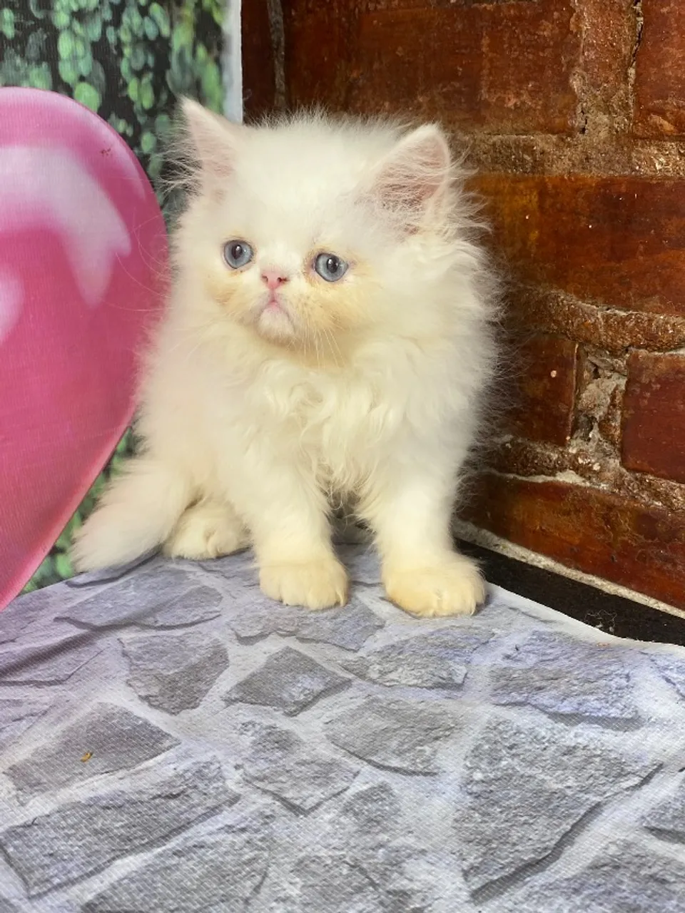 Gato persa Filhote Macho e Fêmea com Exame e Pedigree