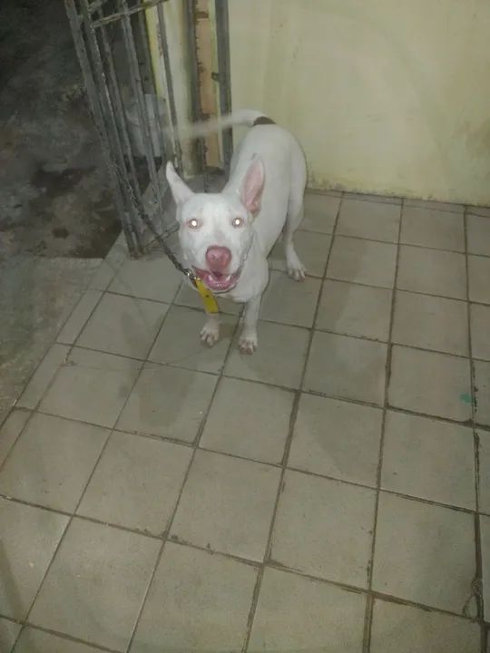 Pitibul fêmea, 5 meses  - Foto 2