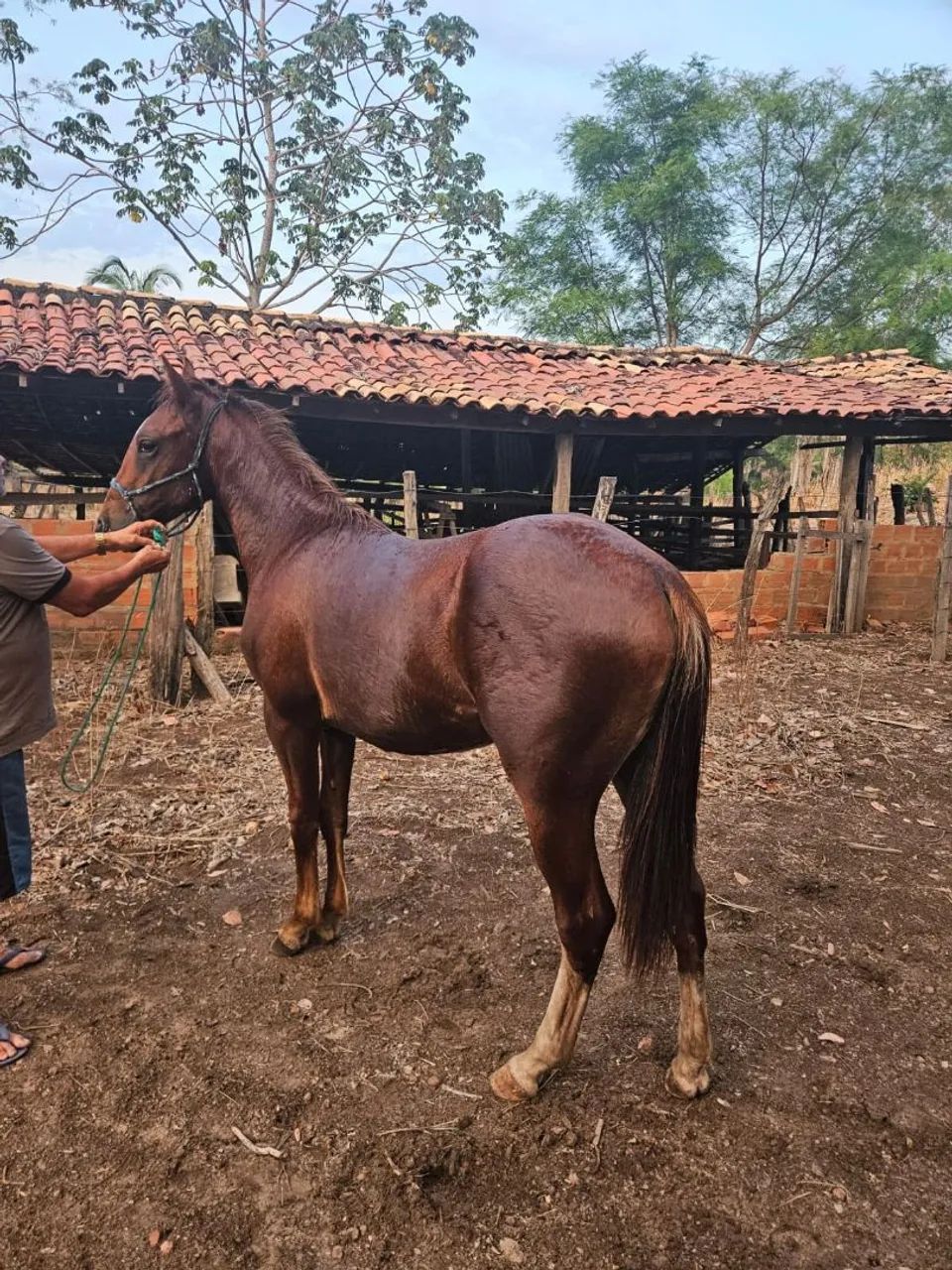 Vendo potro quarto de milha  - Foto 2