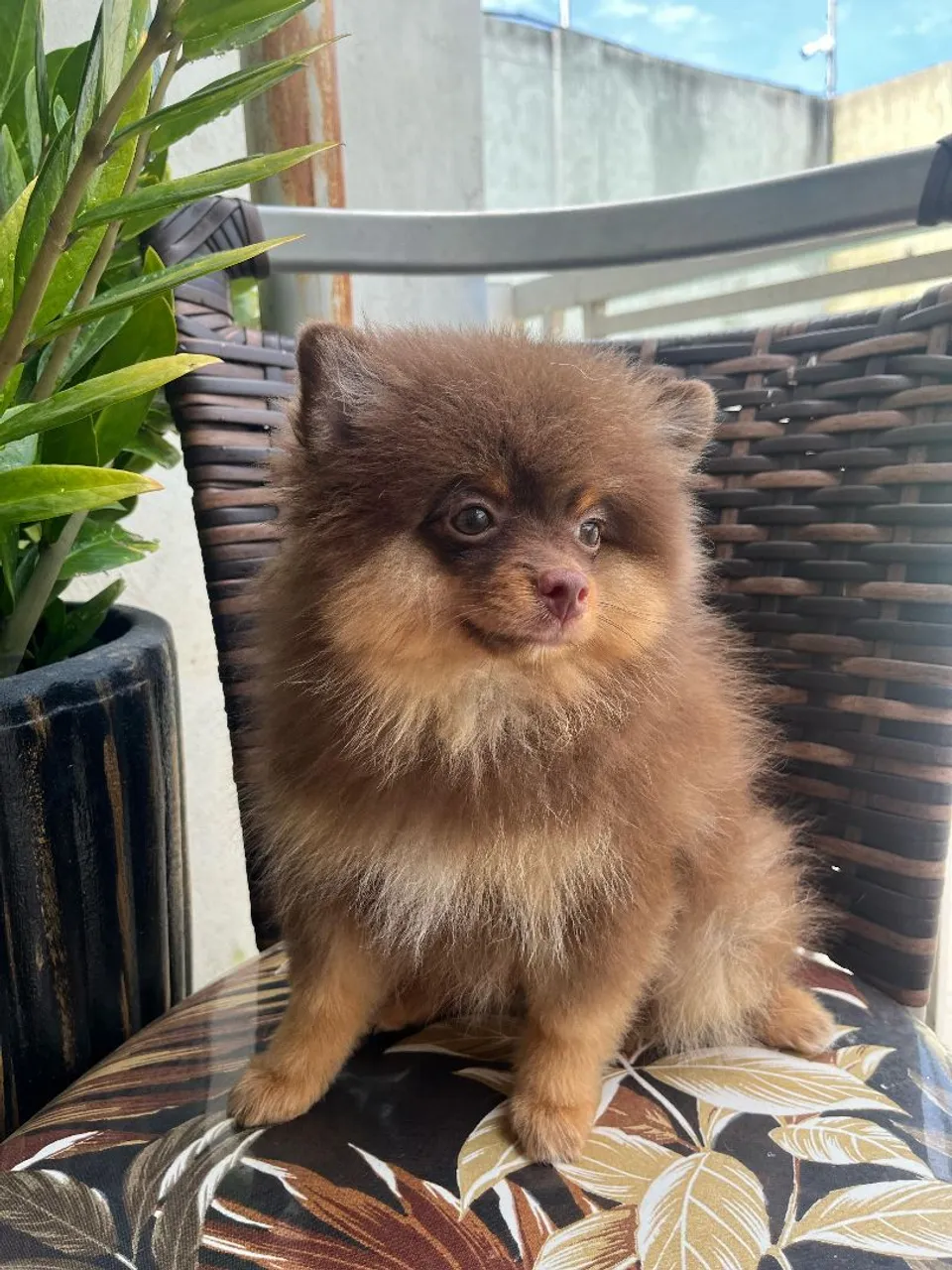 Filhote de Spitz Alemão - Mini Ursinho lulu da pomerania