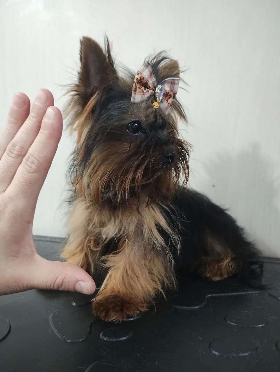  Mini Yorkshire Terrier Fêmea