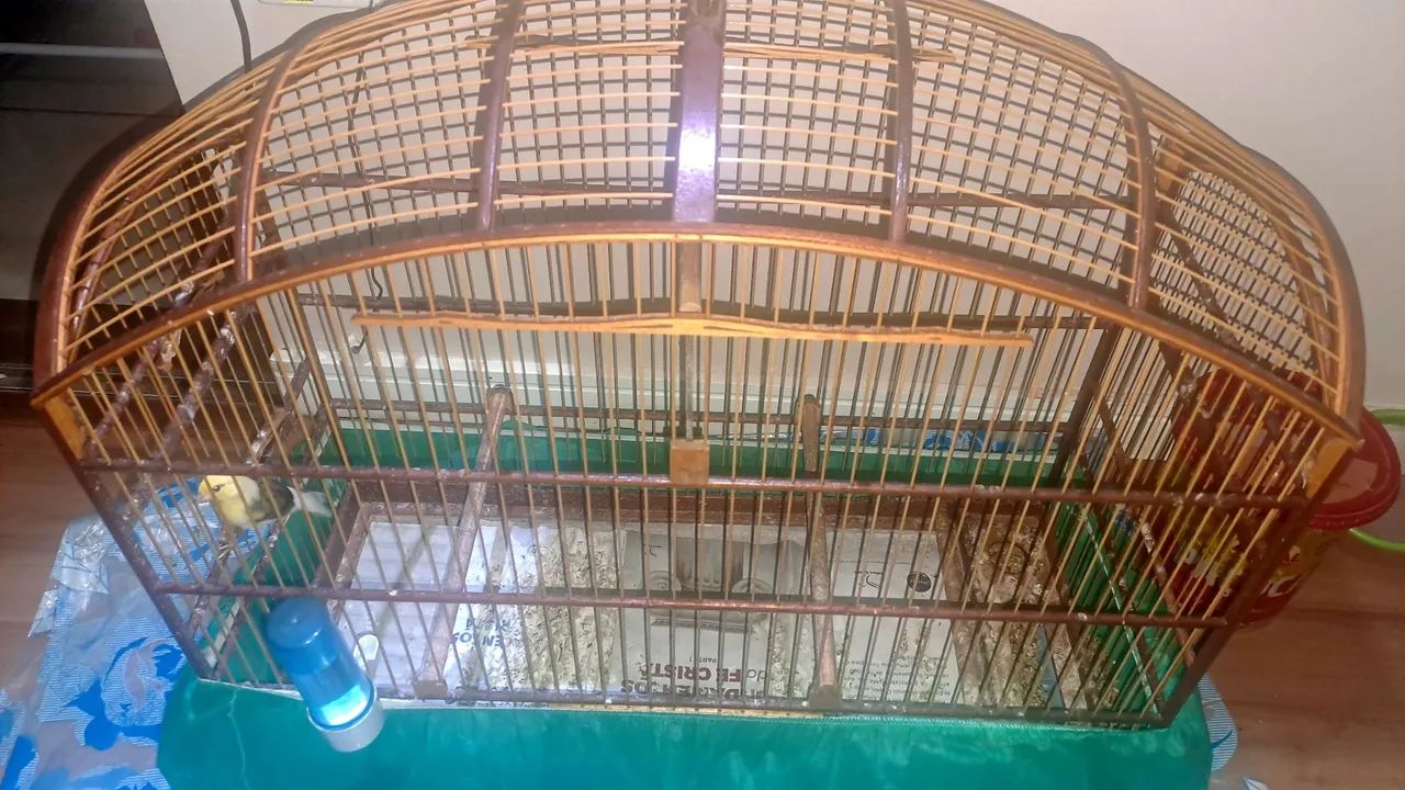 Gaiola abaulada N9 em fibra malha fina para curió bicudo azulão canário coleiro. - Foto 3