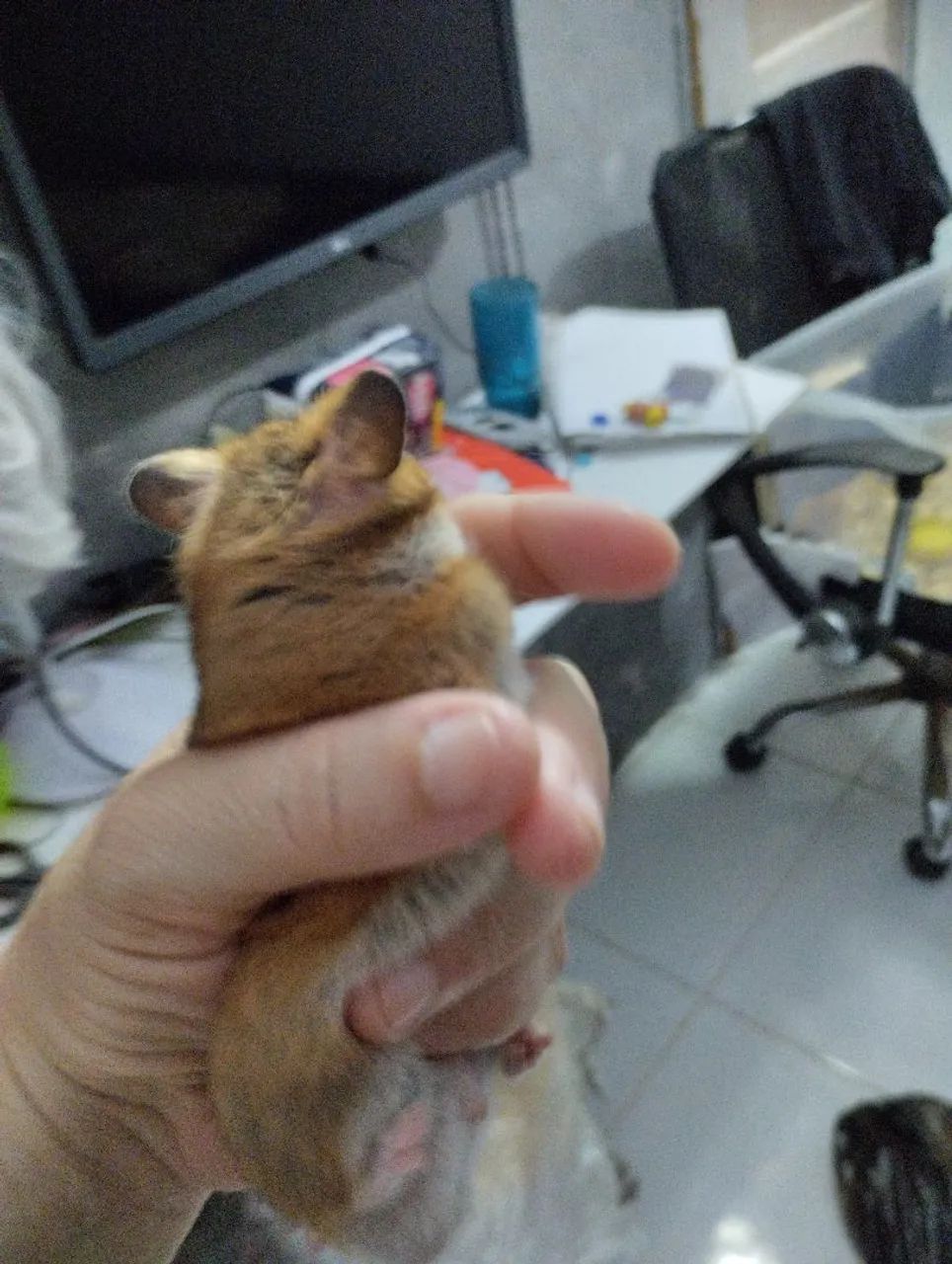 Casal de Hamster fofo  - Foto 3