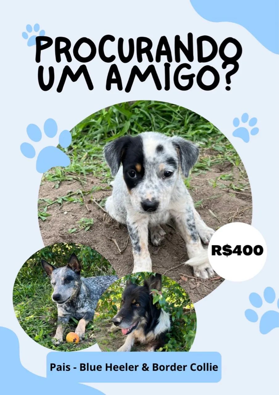 Border collie com Blue Heeler, filhotes  - Foto 3