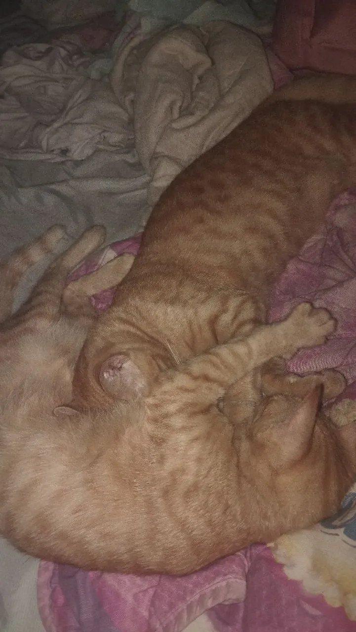 Gato laranja castrados 