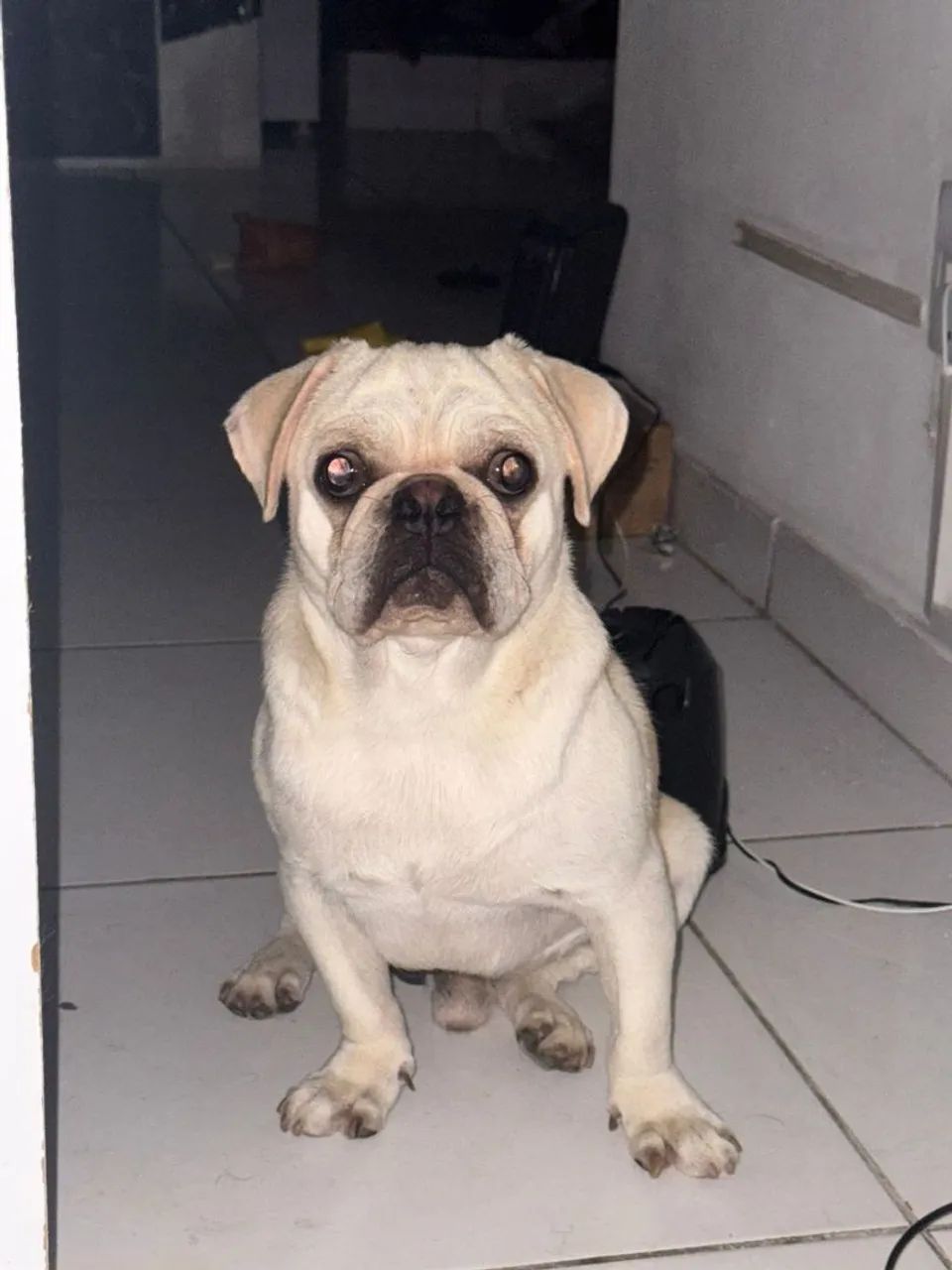 pug branco. Pelagem rara  - Foto 2